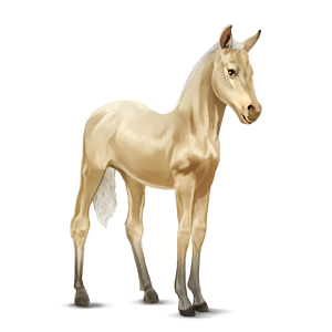 Palomino